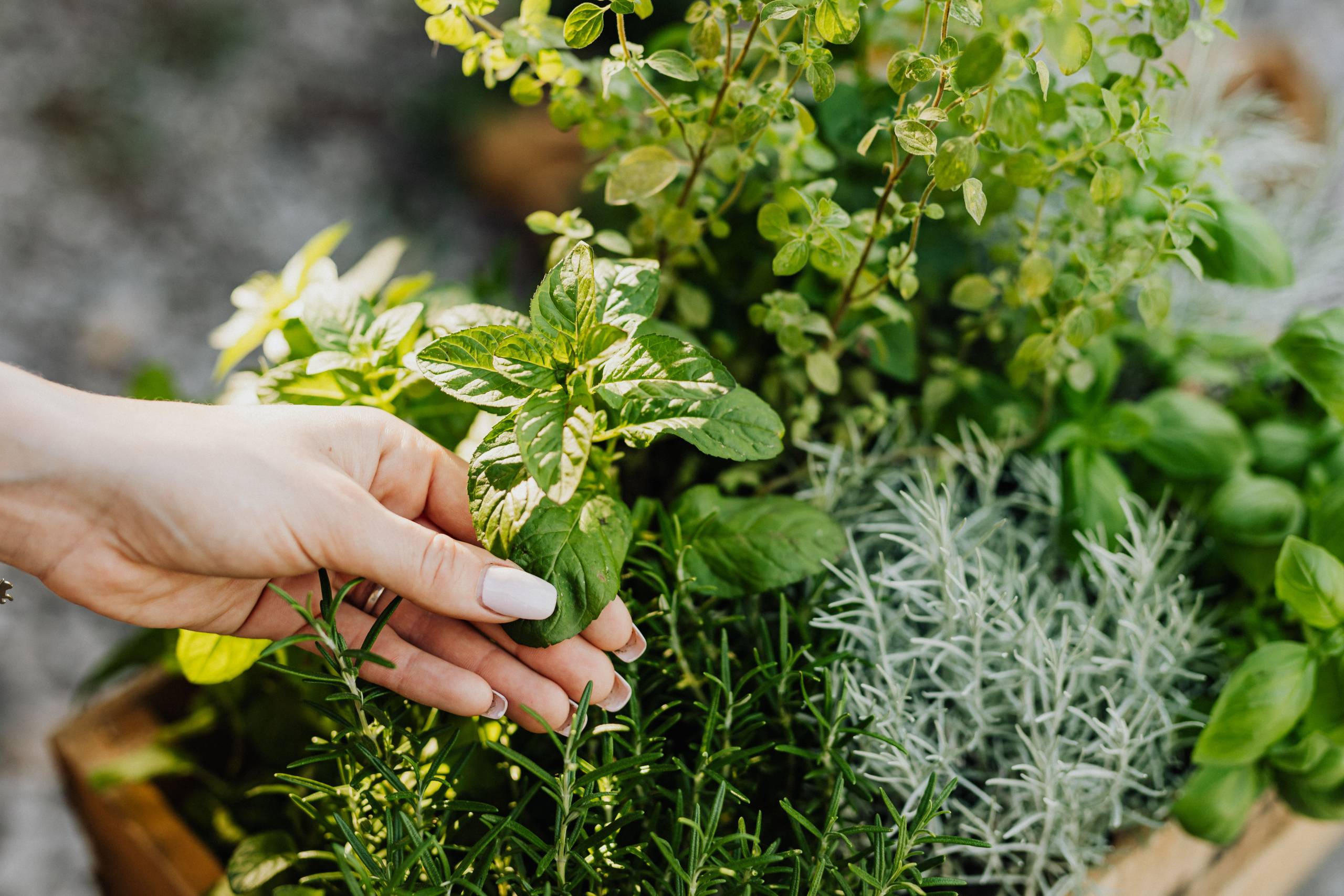 Easy to Grow Herbs in Coastal Georgia and South Carolina