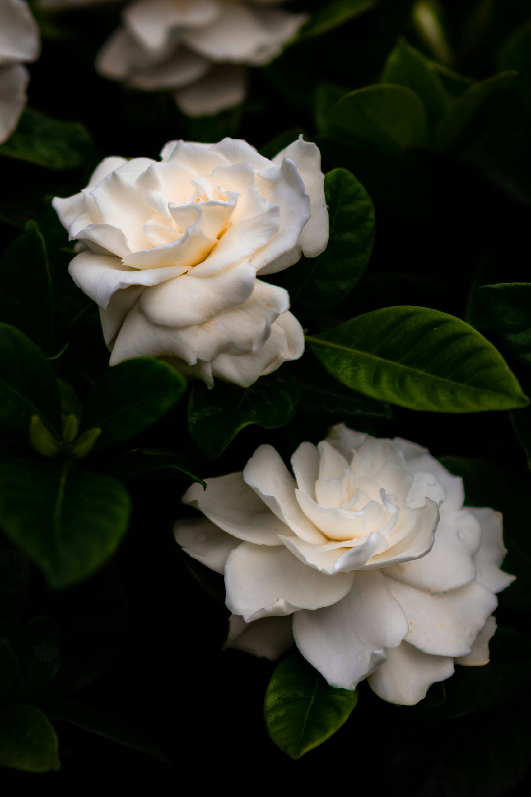 Is It Too Late to Prune? A Quick Guide to Cutting Back Leggy Flowers in May and June