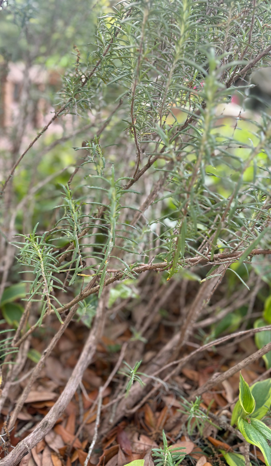 pruning knockout roses