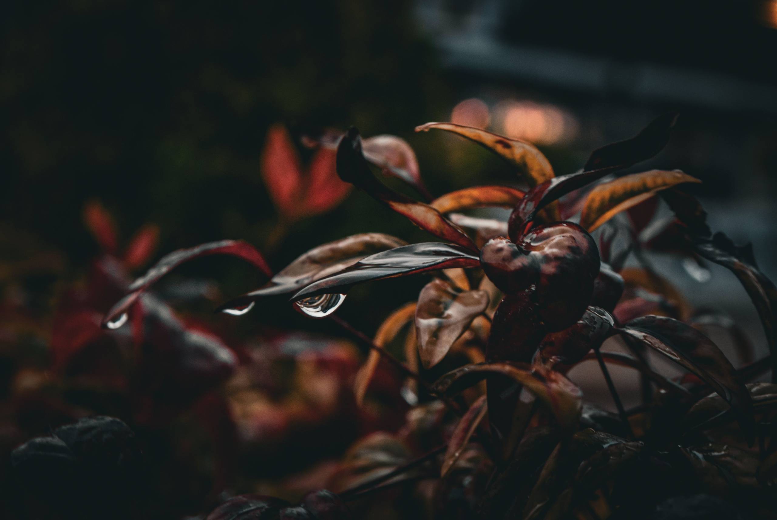 When Should I Water My Plants, Morning or Night, and Does Timing Really Matter?